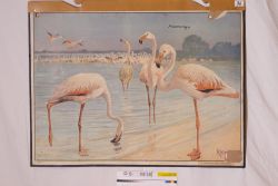 Schulwandbild - Flamingos
